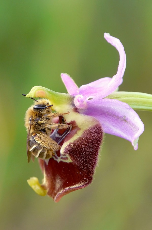 Apidae: Eucera sp., femmina